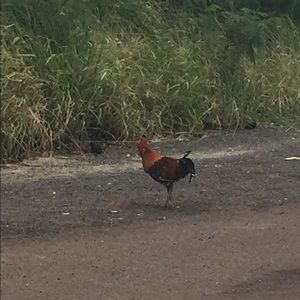 Meet your Posher, Reb